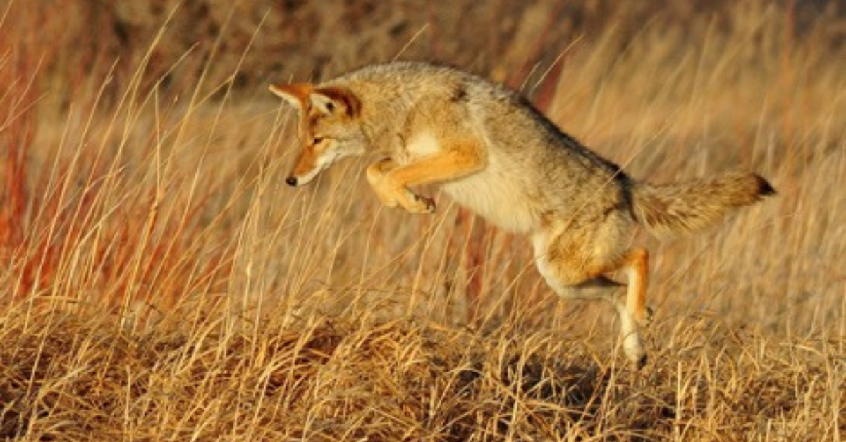 Managing Coyotes on Your Hunting Property